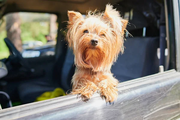 Egy boldog Yorkshire Terrier kutya a fejét ki egy mozgó és vezető autó ablakán. — Stock Fotó