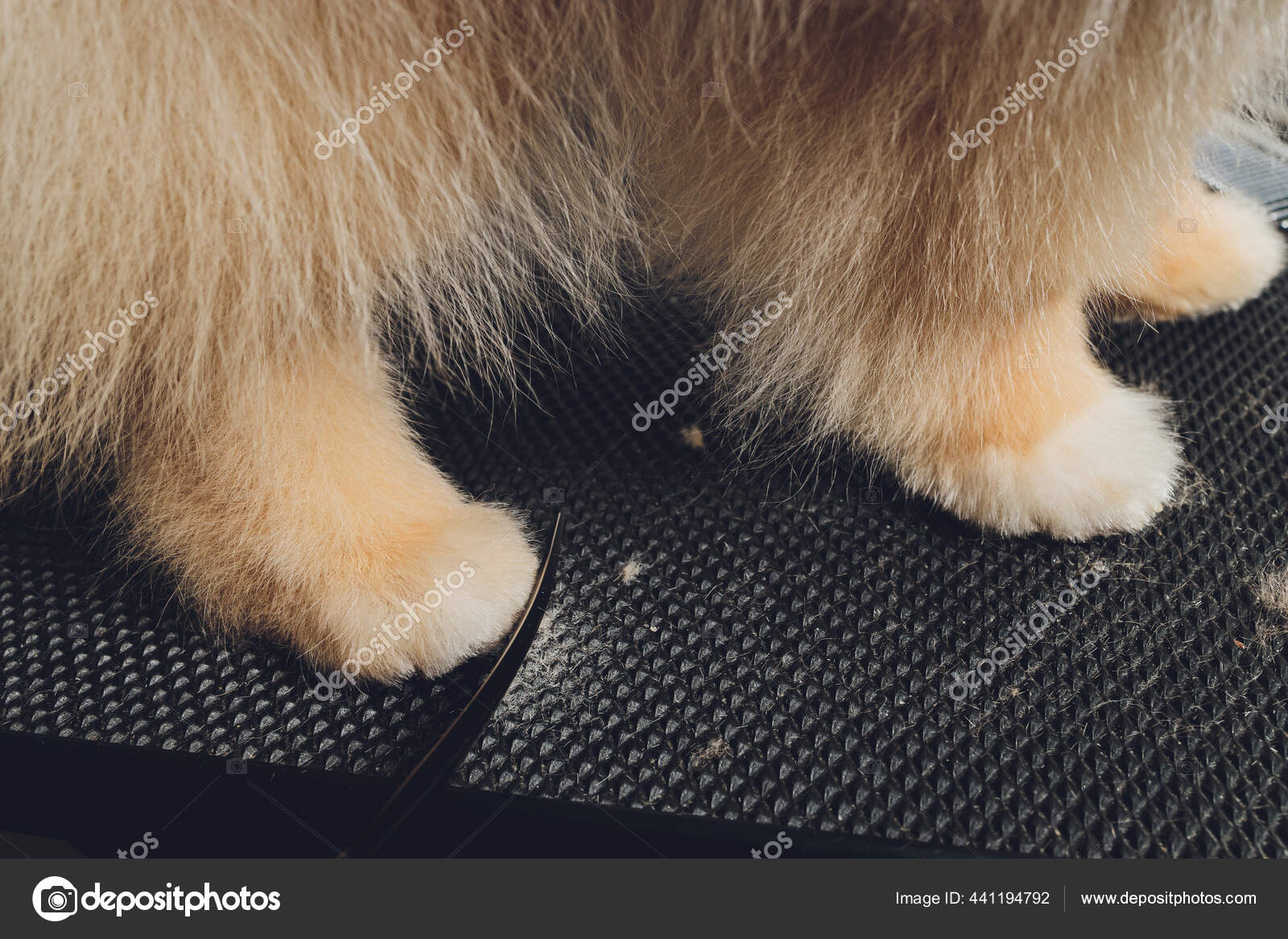 Professional groomer trimming long haried dog paws animal foot