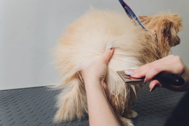 El bakımı, saç kesimi, güzel mutlu Pomeranya köpeğinin yünlerini taramak..