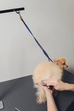 El bakımı, saç kesimi, güzel mutlu Pomeranya köpeğinin yünlerini taramak..