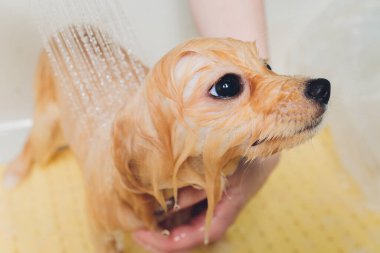 Köpeği Pomeranya köpek kuaföründe yıkıyor..
