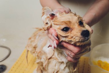 Köpeği Pomeranya köpek kuaföründe yıkıyor..