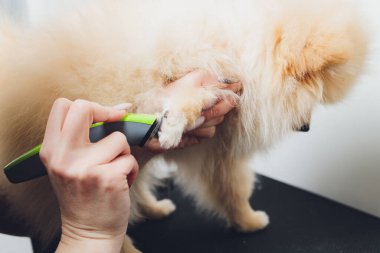 Masadaki pomeranianlar pençelerini kırpmaya hazırlar. Hayvan bakımı, köpek manikürü konsepti, pençeleri kapat..