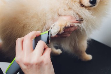 Masadaki pomeranianlar pençelerini kırpmaya hazırlar. Hayvan bakımı, köpek manikürü konsepti, pençeleri kapat..