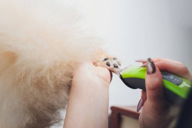 Masadaki pomeranianlar pençelerini kırpmaya hazırlar. Hayvan bakımı, köpek manikürü konsepti, pençeleri kapat..