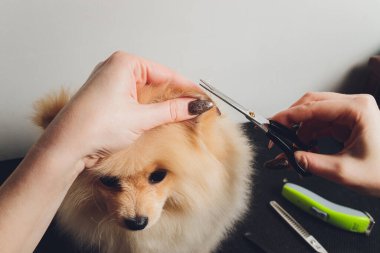 Küçük bir Pomeranya 'lı kulağını üzerine değirmen makası ile bir el yapıştırdı..