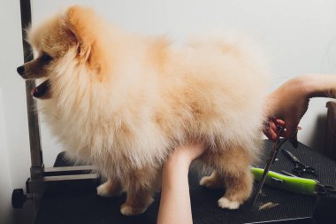 Profesyonel tımar, uzun zamandır sertleştirilmiş köpek patileri, hayvan bakımı, kürk kesimi..