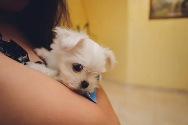 Cagnolino maltese bianco nel palmo della mano. — Foto Stock