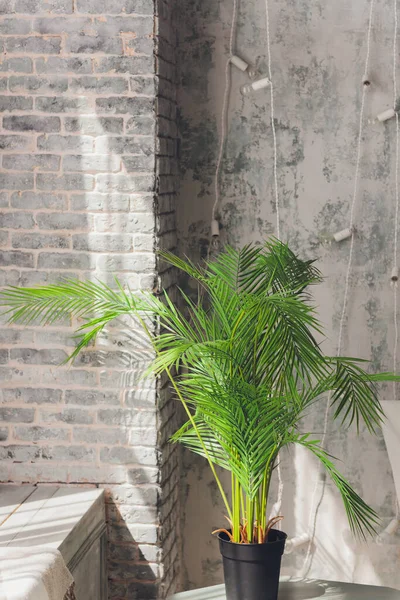 窓の近くの白い壁と植物の家. — ストック写真