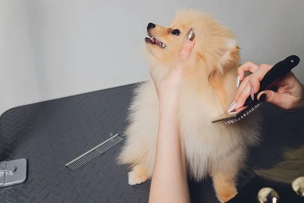 Χέρι κάνει περιποίηση, κούρεμα, χτένισμα μαλλί της όμορφης ευτυχισμένη Pomeranian Spitz σκυλί. — Φωτογραφία Αρχείου