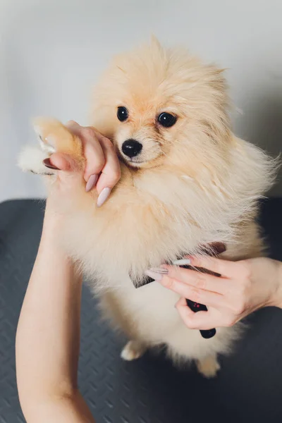 Mano haciendo aseo, corte de pelo, peinando lana de hermoso perro Pomeranian Spitz feliz. —  Fotos de Stock