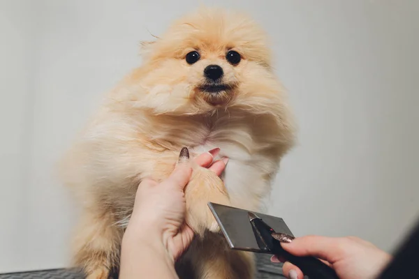 Handpflege, Haarschnitt, Kämmen der Wolle des schönen Pommerschen Spitzhundes. — Stockfoto