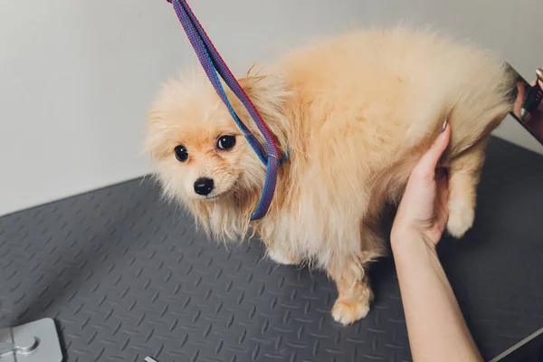 Kézimunka ápolás, frizura, fésülködés gyapjú gyönyörű boldog pomerániai Spitz kutya. — Stock Fotó