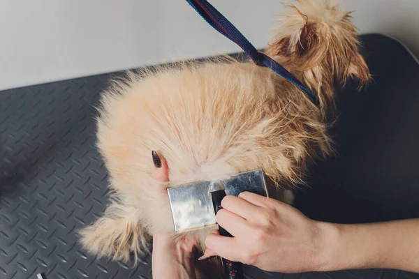 Hand gör grooming, frisyr, kamning ull av vackra glada Pommerska Spitz hund. — Stockfoto