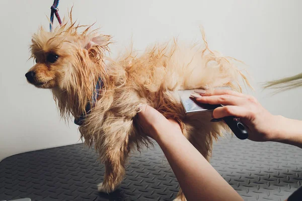 Hand gör grooming, frisyr, kamning ull av vackra glada Pommerska Spitz hund. — Stockfoto