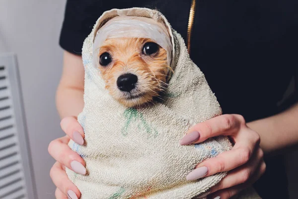 Mignon petit chien poméranien moelleux dans une serviette blanche et rose après le bain, toilettage. — Photo