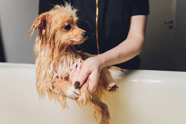 Fare il bagno al cane nel parrucchiere di cane pomeriano. — Foto Stock
