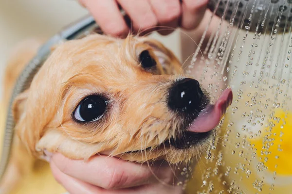 Baigner le chien dans le coiffeur de chien poméranien. — Photo