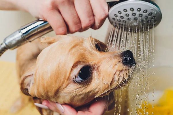 Fare il bagno al cane nel parrucchiere di cane pomeriano. — Foto Stock