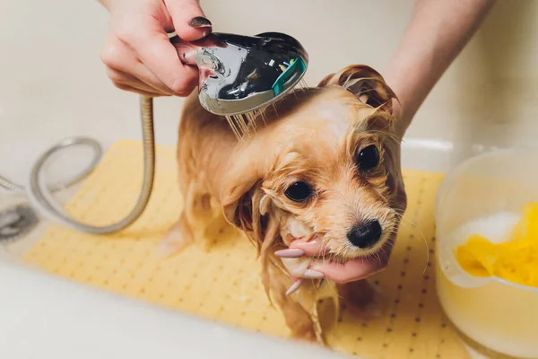 Fare il bagno al cane nel parrucchiere di cane pomeriano. — Foto Stock