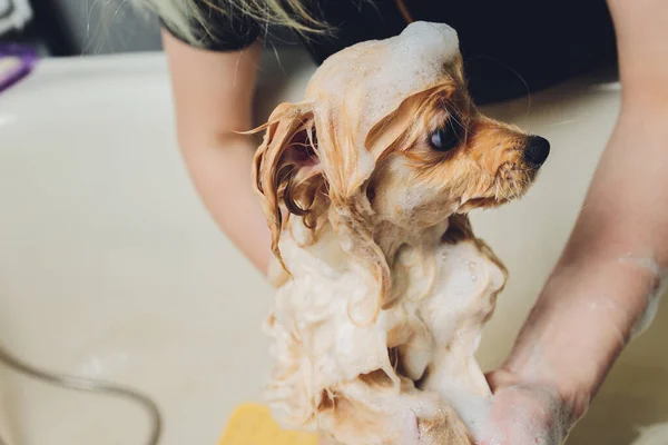 Baigner le chien dans le coiffeur de chien poméranien. — Photo