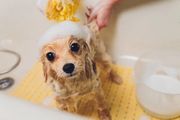 Köpeği Pomeranya köpek kuaföründe yıkıyor.. — Stok fotoğraf