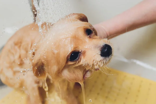 Fare il bagno al cane nel parrucchiere di cane pomeriano. — Foto Stock