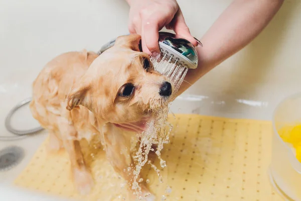 Baigner le chien dans le coiffeur de chien poméranien. — Photo