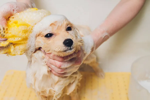 Fürdés a kutya a pomerániai kutya fodrász. — Stock Fotó