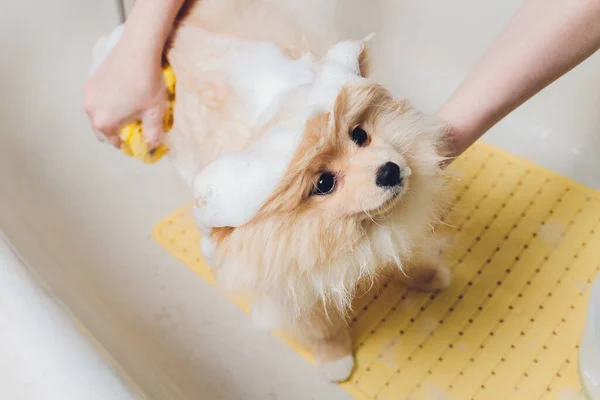 Baigner le chien dans le coiffeur de chien poméranien. — Photo