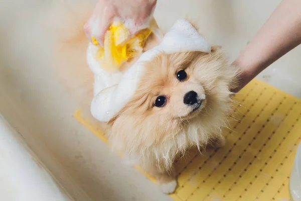 Fare il bagno al cane nel parrucchiere di cane pomeriano. — Foto Stock