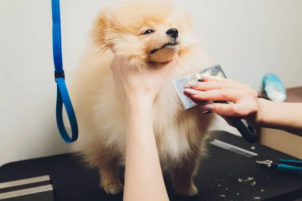 Χέρι κάνει περιποίηση, κούρεμα, χτένισμα μαλλί της όμορφης ευτυχισμένη Pomeranian Spitz σκυλί. — Φωτογραφία Αρχείου
