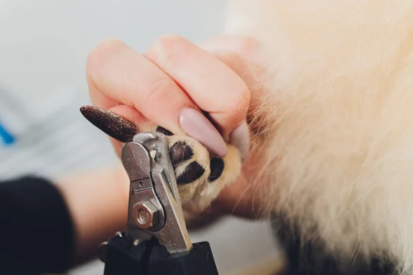 Mani femminili che tagliano artigli su cane pomerania bianco vivo. — Foto Stock