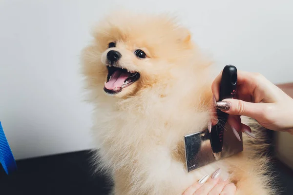 Χέρι κάνει περιποίηση, κούρεμα, χτένισμα μαλλί της όμορφης ευτυχισμένη Pomeranian Spitz σκυλί. Φλάφι κουταβάκι, περιποίηση μαλλιών ζώων, διαδικασία κοπής. Vet κομμωτήριο, περιποίηση σαλόνι. — Φωτογραφία Αρχείου