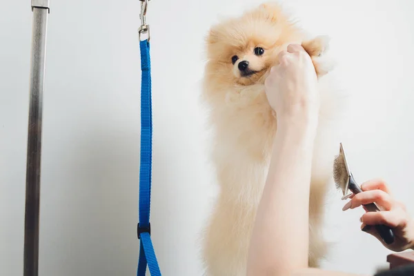 Kézimunka ápolás, frizura, fésülködés gyapjú gyönyörű boldog Pomerániai Spitz kutya. Bolyhos kiskutya, állati szőrápolás, vágási eljárás. Állatorvosi fodrász, ápoló szalon. — Stock Fotó