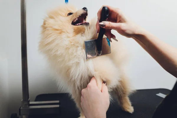 Main faisant toilettage, coupe de cheveux, peignage laine de beau chien Spitz Poméranie heureux. — Photo