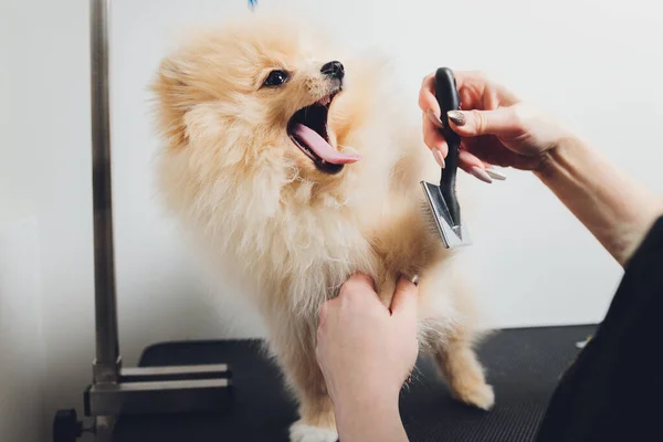 Main faisant toilettage, coupe de cheveux, peignage laine de beau chien Spitz Poméranie heureux. — Photo