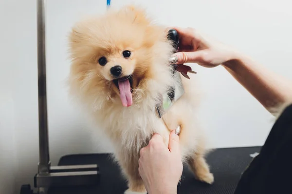 Handpflege, Haarschnitt, Kämmen der Wolle des schönen Pommerschen Spitzhundes. — Stockfoto