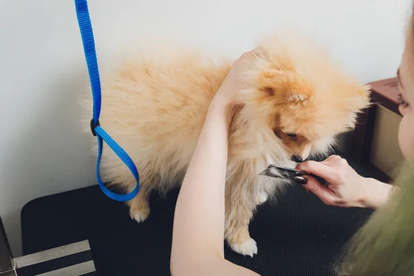 Main faisant toilettage, coupe de cheveux, peignage laine de beau chien Spitz Poméranie heureux. — Photo