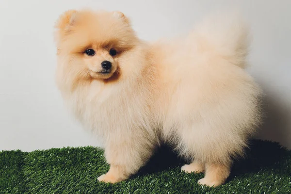 Retrato de cachorrinho fofo bonito de spitz pomerano. Pequeno cão sorridente no fundo branco. — Fotografia de Stock