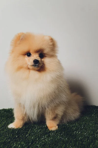 Portraite of cute fluffy puppy of pomeranian spitz. Little smiling dog on white background. — Stock Photo, Image