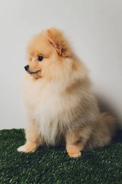Retrato de lindo perrito esponjoso de spitz pomeraniano. Pequeño perro sonriente sobre fondo blanco. — Foto de Stock
