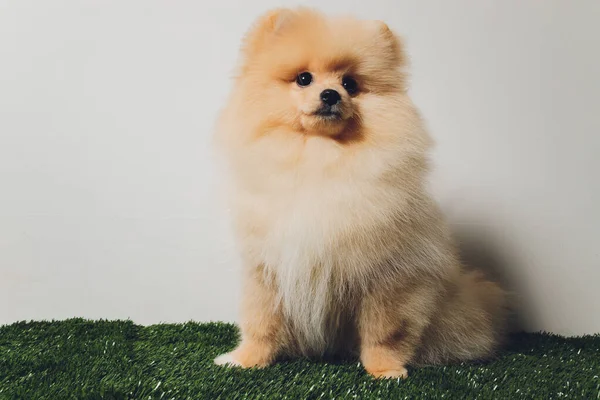 Portraite of cute fluffy puppy of pomeranian spitz. Little smiling dog on white background. — Stock Photo, Image