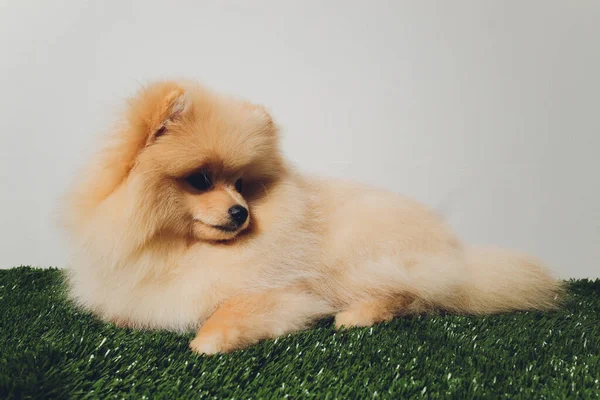 Portraite of cute fluffy puppy of pomeranian spitz. Little smiling dog on white background.