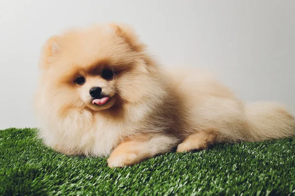 Retrato de cachorrinho fofo bonito de spitz pomerano. Pequeno cão sorridente no fundo branco. — Fotografia de Stock