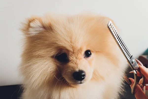 Portrait des süßen flauschigen Welpen vom Pommerschen Spitz. Kleiner lächelnder Hund auf weißem Hintergrund. — Stockfoto