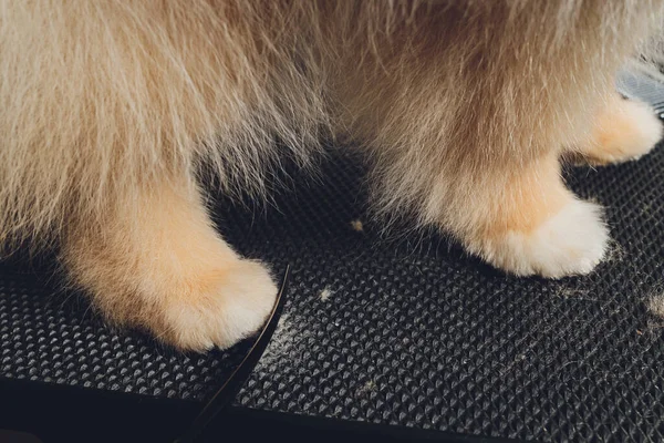 Profissional groomer aparar patas de cão de haried longo, animal cuidados com os pés cuting pele. — Fotografia de Stock