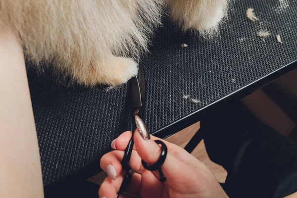 Toiletteur professionnel rognant les pattes de chien à longs poils, soins des pieds des animaux coupant la fourrure. — Photo