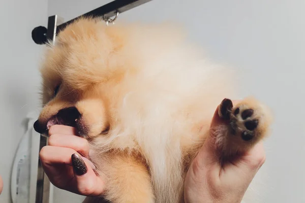Profissional groomer aparar patas de cão de haried longo, animal cuidados com os pés cuting pele. — Fotografia de Stock