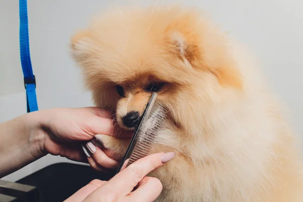 Toiletteur professionnel rognant les pattes de chien à longs poils, soins des pieds des animaux coupant la fourrure. — Photo